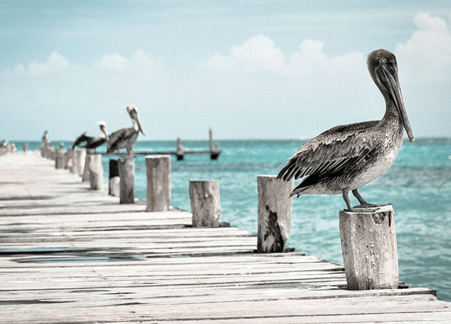 Housing Rehabilitation